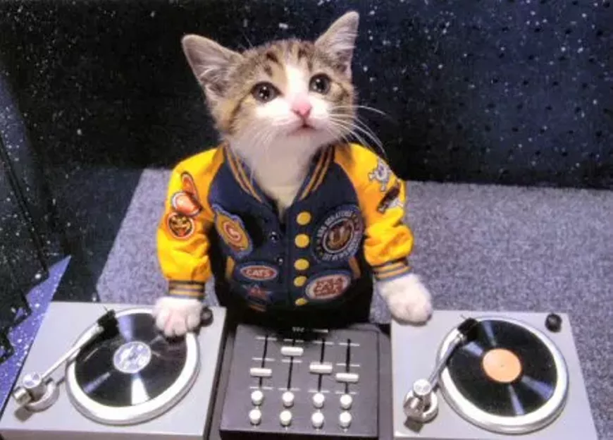 dj_cat.webp