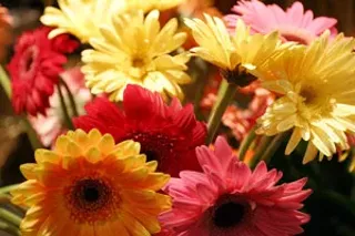 Image: Best Flower Shop