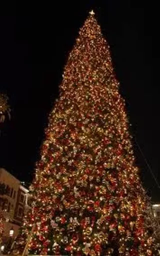 Image: Dartmouth Christmas Tree Lighting