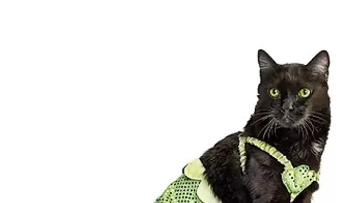 Image: Halloween Cat Show