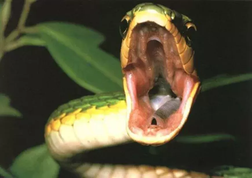 snakey.webp
