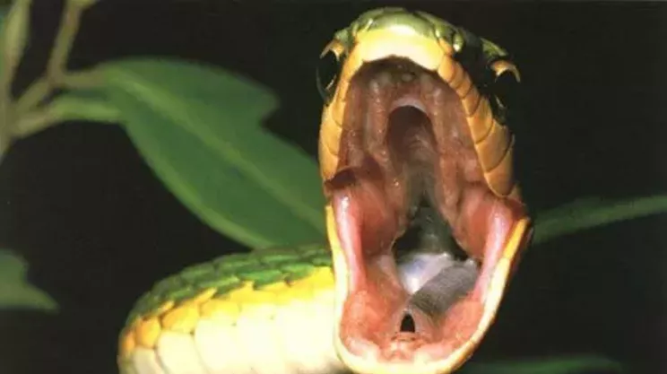 Image: Little Ray's Reptile Zoo