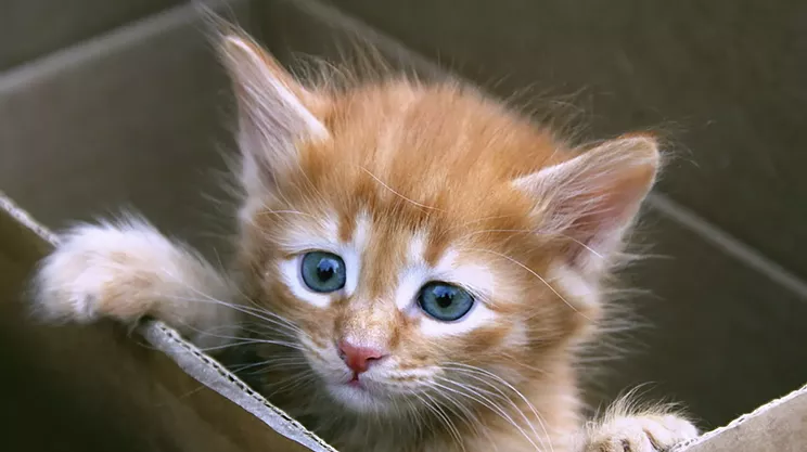 Image: Meow Mover