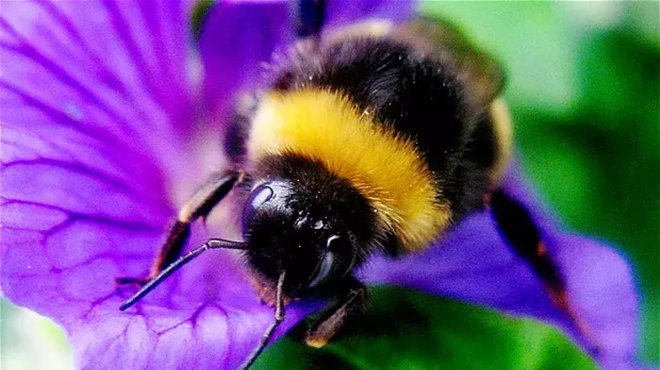 Image: Native Wild Bees