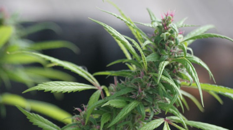 Is medical marijuana going to pot?