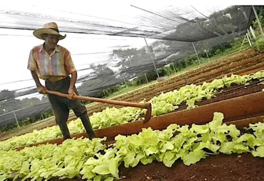 farmerhavana.webp
