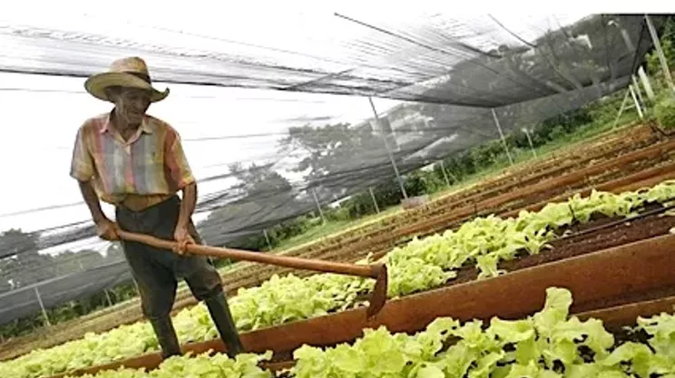 Image: Planted Seeds: Lessons from Urban Agriculture in Havana