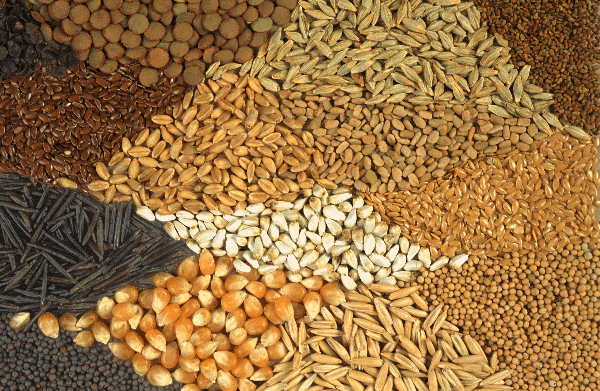 Image: Seedy Saturday