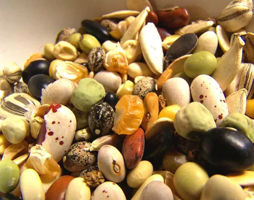 seeds053006.webp