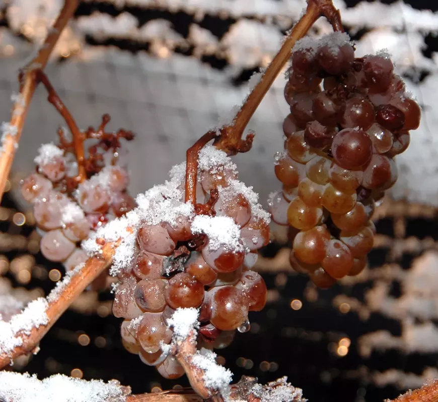 ice_wine_grapes.webp