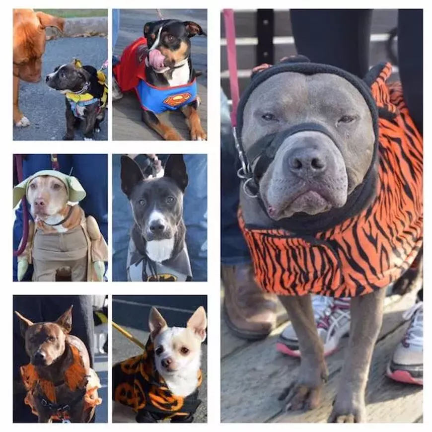 bully_walk.webp