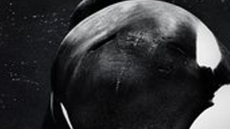 Image: Pushing Boundaries: A Film Series About What We Owe Other Animals screens Blackfish