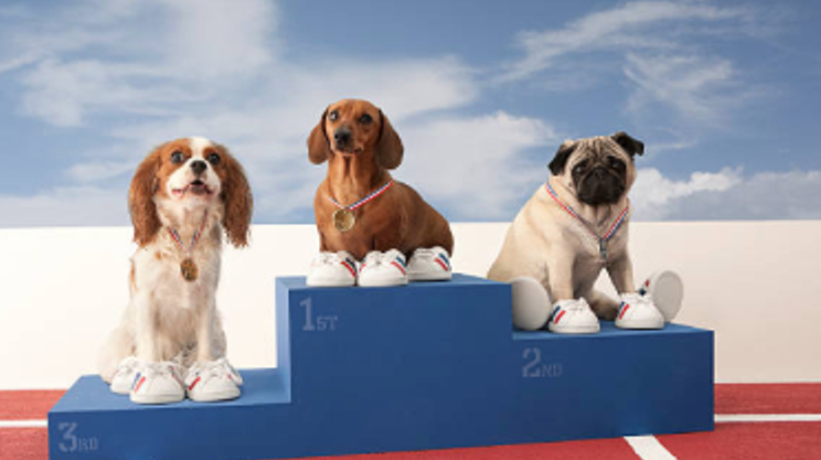Image: All Breed Conformation Dog Show