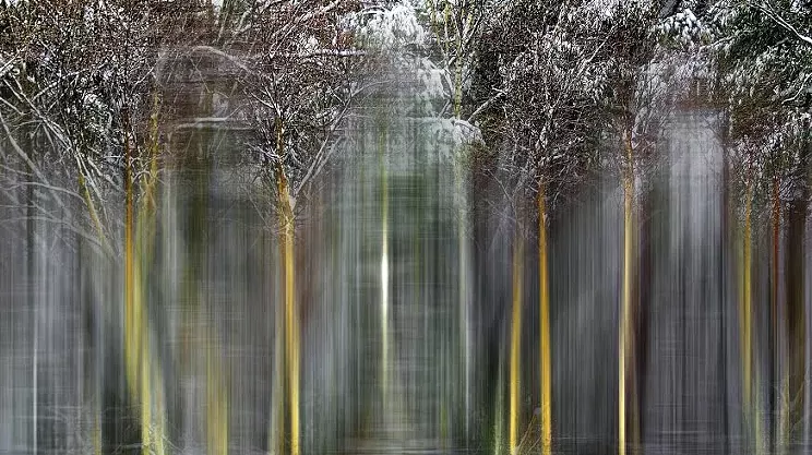 Image: November Exhibition: Phantoms of the Forest