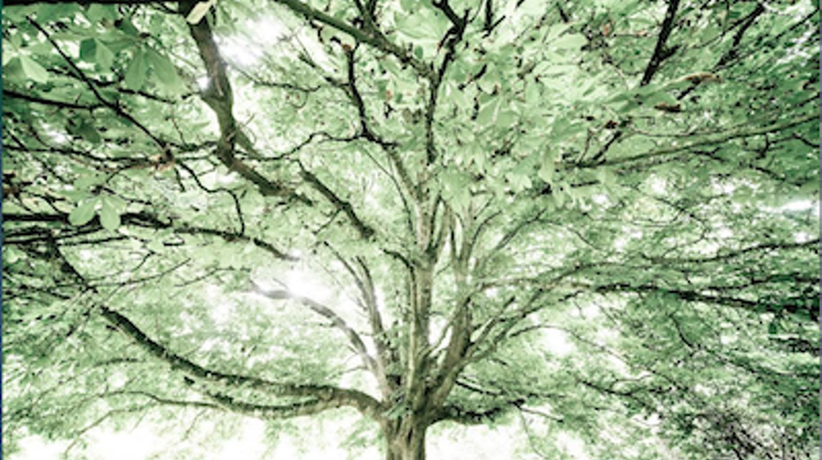 Image: A Sense of Trees