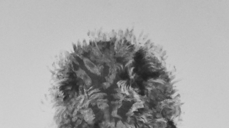 Image: FEATHERS (Faisan)