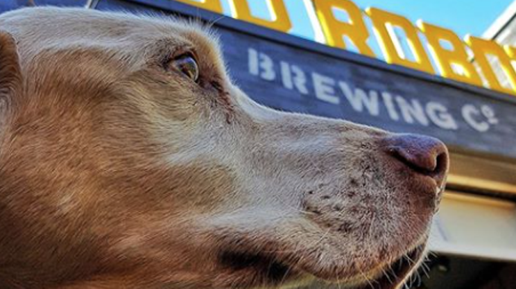 Image: Hair of the Dog: Beer Garden & Dog Park