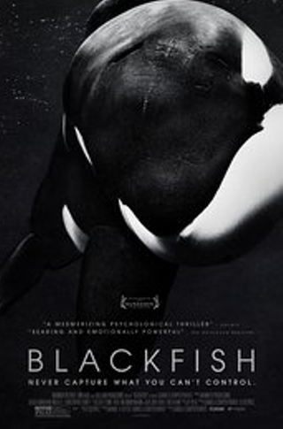 Image: Pushing Boundaries: A Film Series About What We Owe Other Animals screens Blackfish