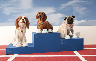 Image: All Breed Conformation Dog Show