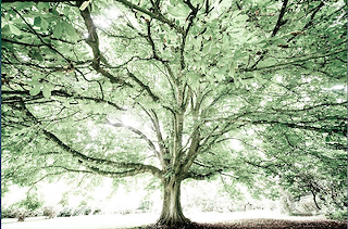 Image: A Sense of Trees