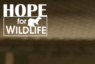 Hope For Wildlife open house