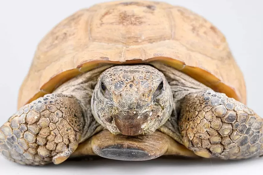 Gus the Gopher Tortoise has long been a star attraction at 2024 Best Museum gold winner Museum of Natural History