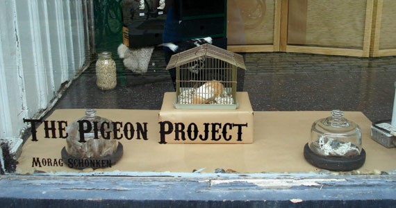 The Pigeon Project  pops up