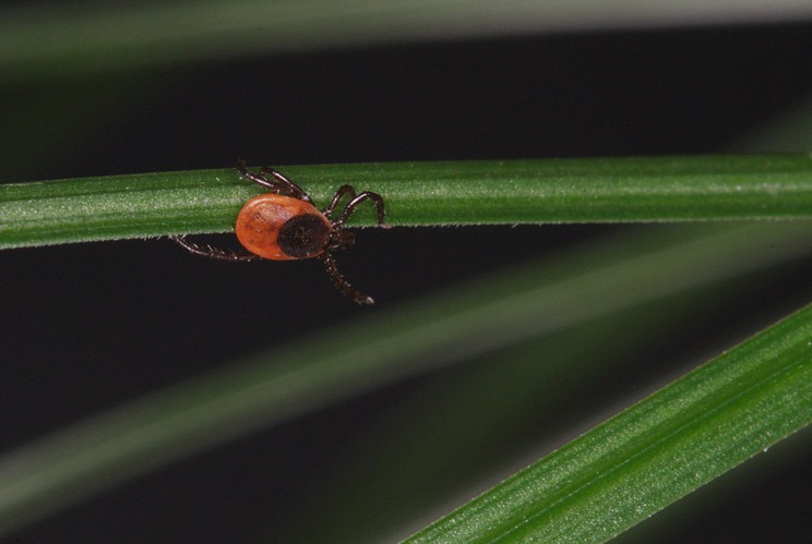 A questing female blacklegged tick (Ixodes scapularis).