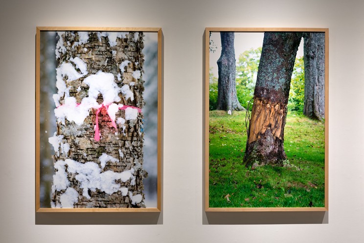Miranda Bellamy and Amanda Fauteux’s exhibition Collective is up now at the MSVU Art Gallery until Aug. 17. Their artist talk will take place within their show at MSVU this Saturday at 1pm. Works pictured are left: Yellow Birch (Ndakinna/Vermont), right: Maple II (Kjipuktuk/Halifax) in MSVU gallery.