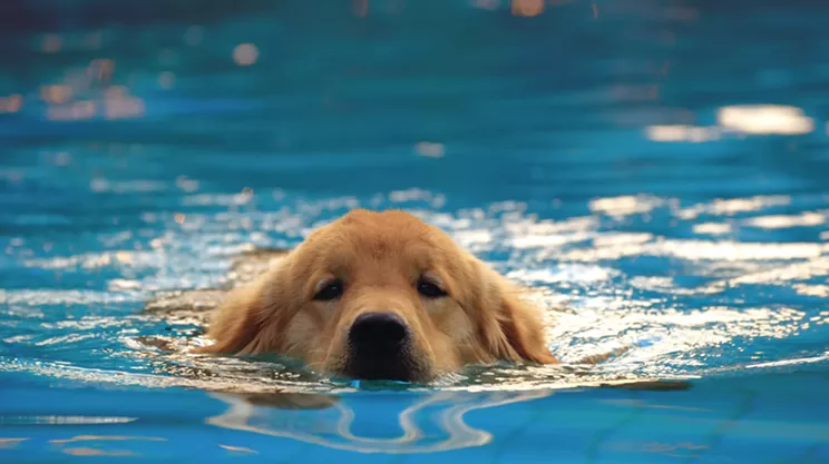 Image: Get ready for doggy paddles at the Dartmouth Sportsplex