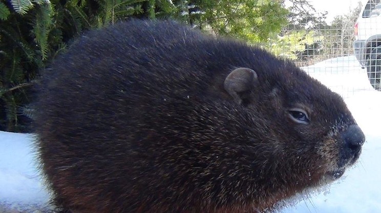 Groundhog cam available for Nova Scotian voyeurs