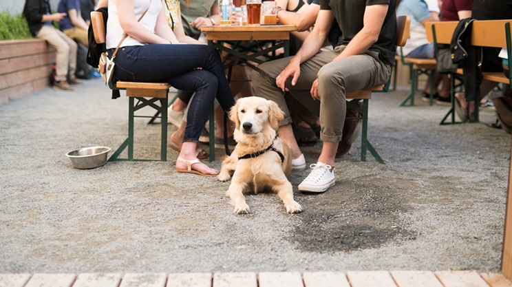 Halifax patios now more accessible to dogs than disabled people