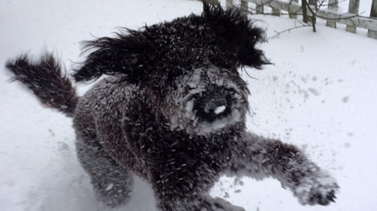 Here are some pics of pets in the snow