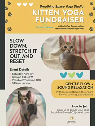 Image: Kitten Yoga Fundraiser in Tantallon - April 18