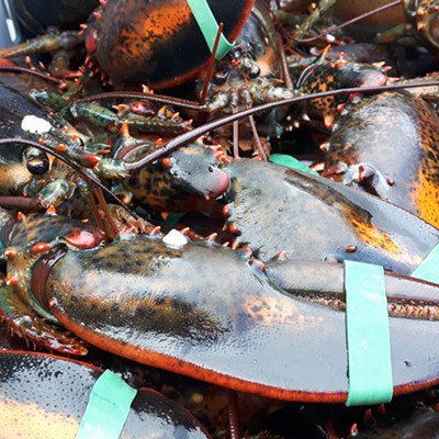 Livelihood lobster fishing cast adrift: How DFO’s inaction has history repeating itself