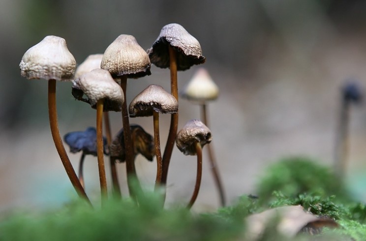 A Nova Scotia-based company is trialling the effects of psilocybin, the psychoactive ingredient in magic mushrooms, as a treatment for veterans and first-responders, among other groups.