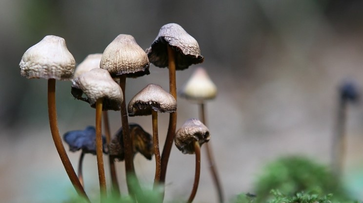 Nova Scotia-based health startup trials magic mushrooms as PTSD treatment
