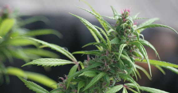 Is medical marijuana going to pot?