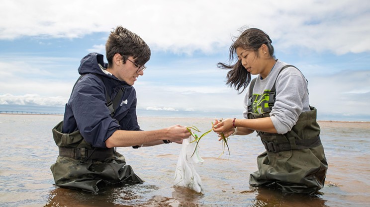 Restoring an unsung hero: How eelgrass is making its comeback in Nova Scotia