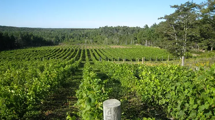 Image: Thinking outside the vines