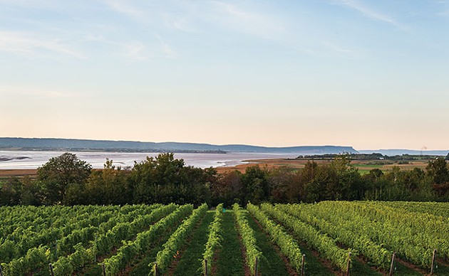 Nova Scotia wine's time to shine