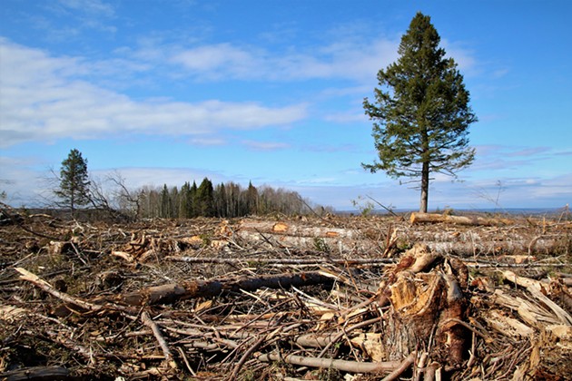 Forestry review needs further review