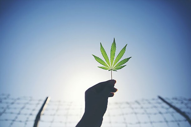 The amnesty agenda for cannabis