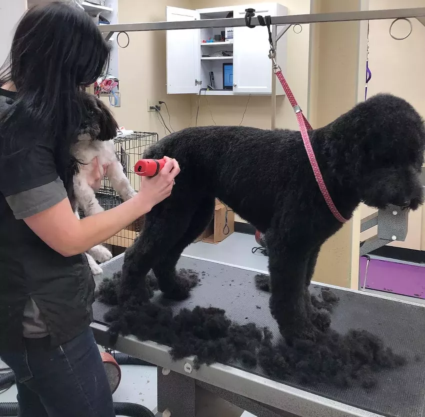 Best Dog Groomer