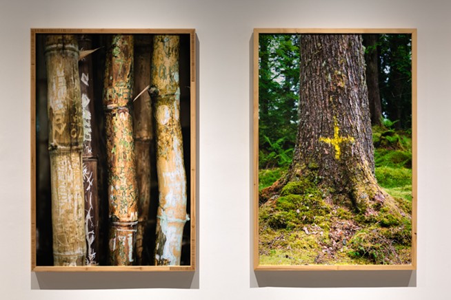 Two years after Halifax tree-girdling incident, art show reminds us of ‘importance of human relationships with trees’ (6)