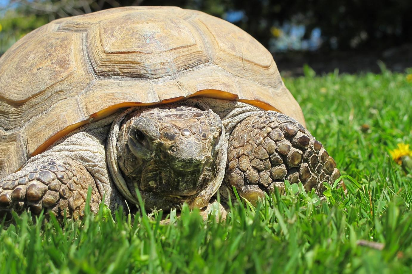 The tortoise and the hairball