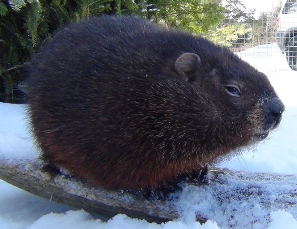 Groundhog cam available for Nova Scotian voyeurs