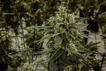 Federal court strikes down medical marijuana regulations