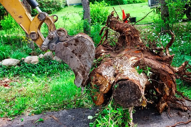 Halifax is in the weeds on its tree stump removal backlog