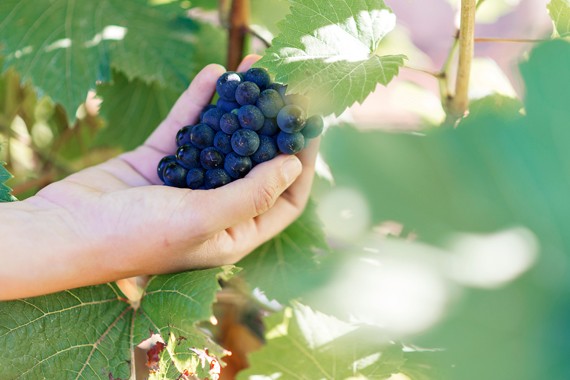 Warner Vineyards—Nova Scotia's grape god
